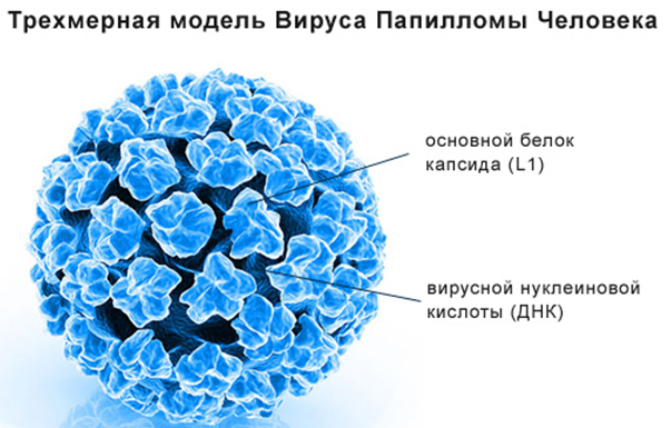 Вирус папилломы человека картинки